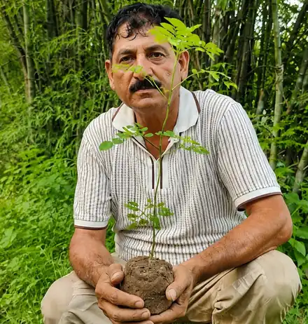 A moringa sapling held ready for planting at DK Nature Farms
